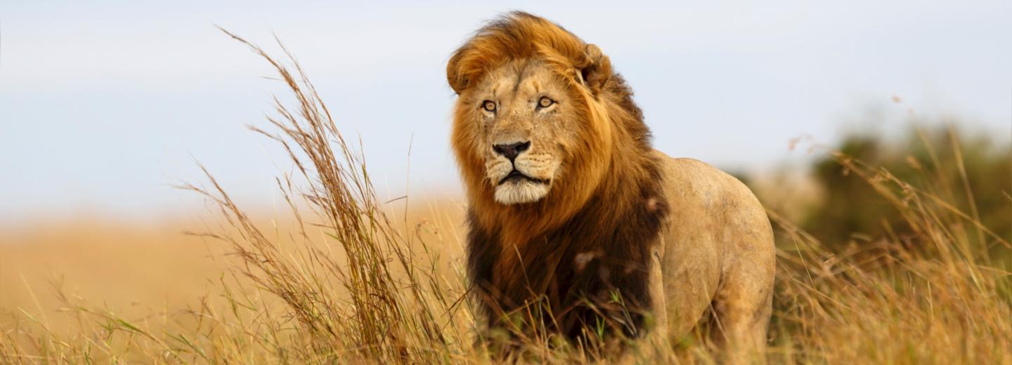 © Eurotours Südafrika: Vom Krüger National Park nach Kapstadt zur Walbeobachtung