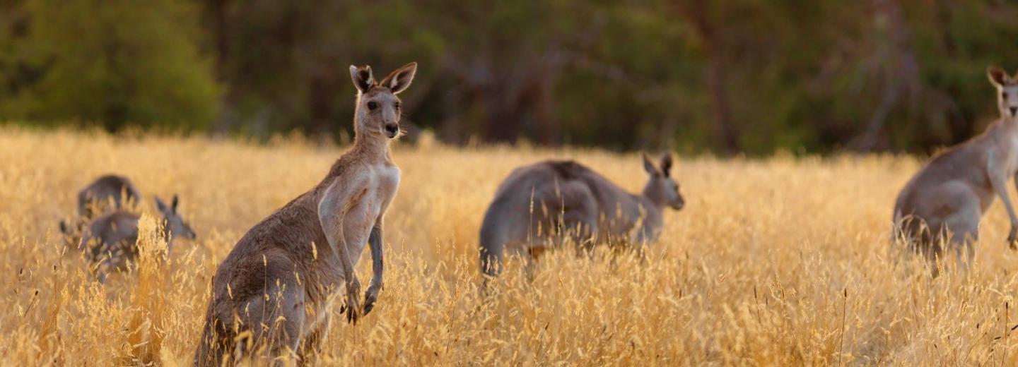 © Eurotours Dreierlei australische Wundermetropolen