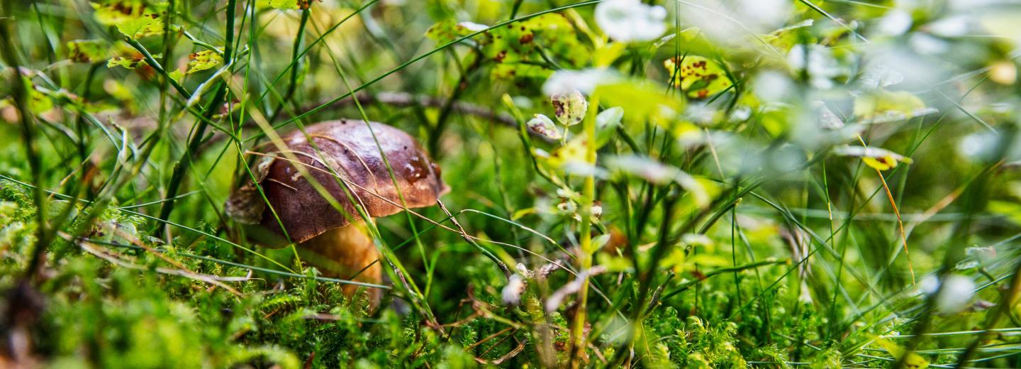 © Tourismusverband Ostbayern, Fotograf Andreas Meyer Bayrischer Wald
