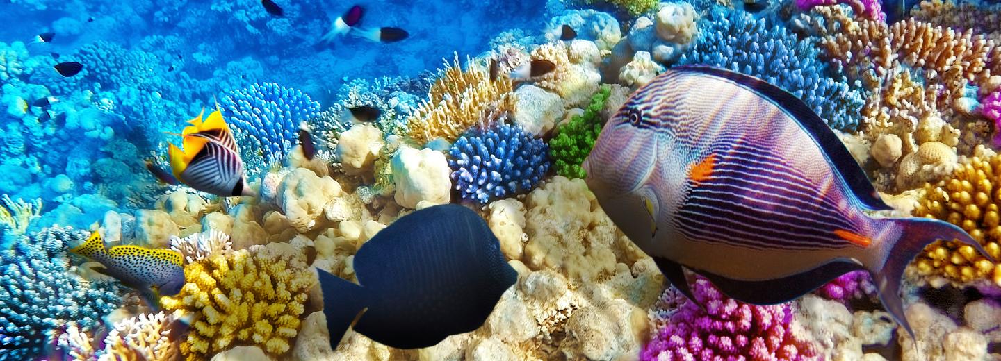 © Eurotours Hurghada