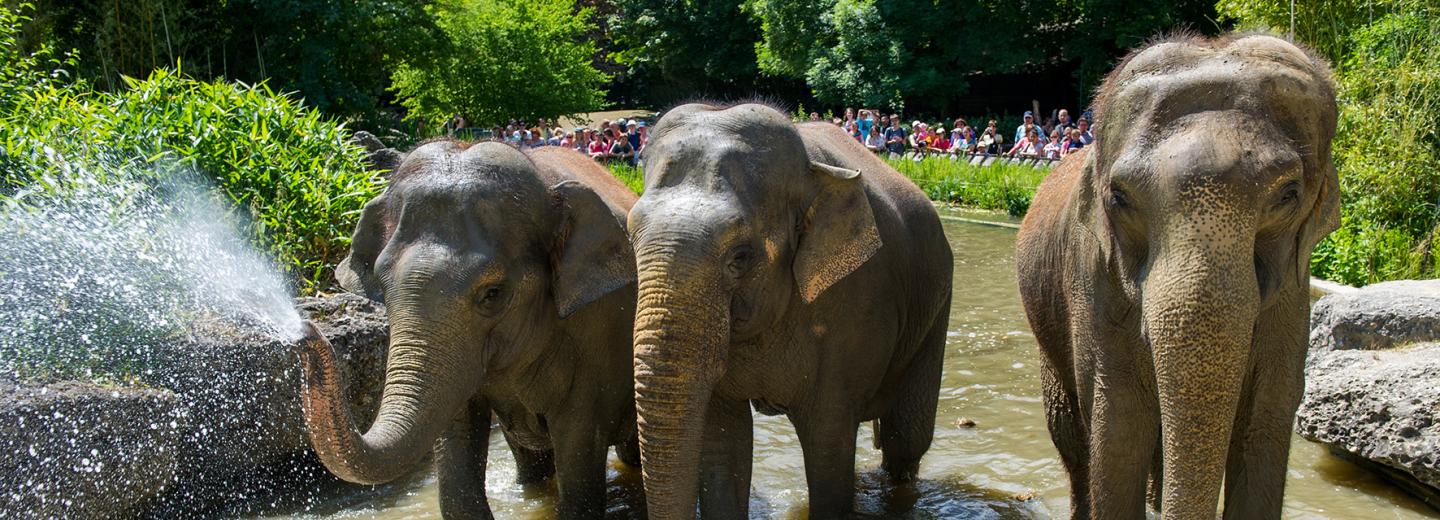 © Tierpark Hellabrunn - Marc Müller Tierpark Hellabrunn, München