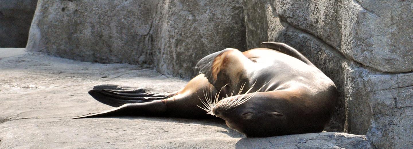 © Zoo Hannover GmbH Zoo Hannover