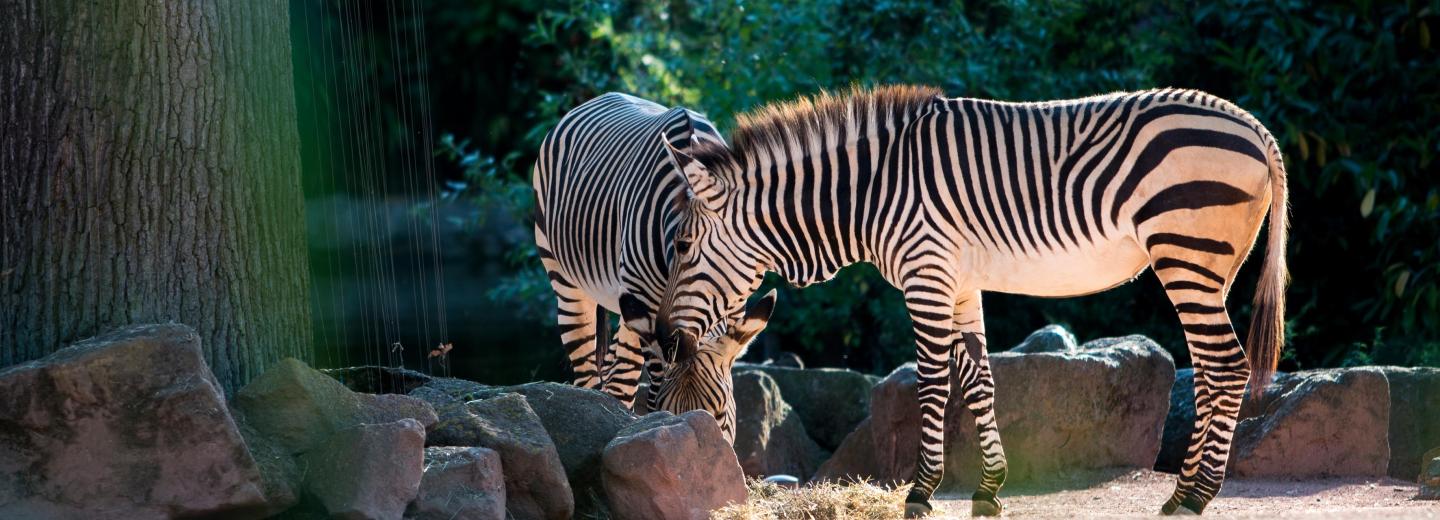 © Zoo Hannover GmbH Zoo Hannover