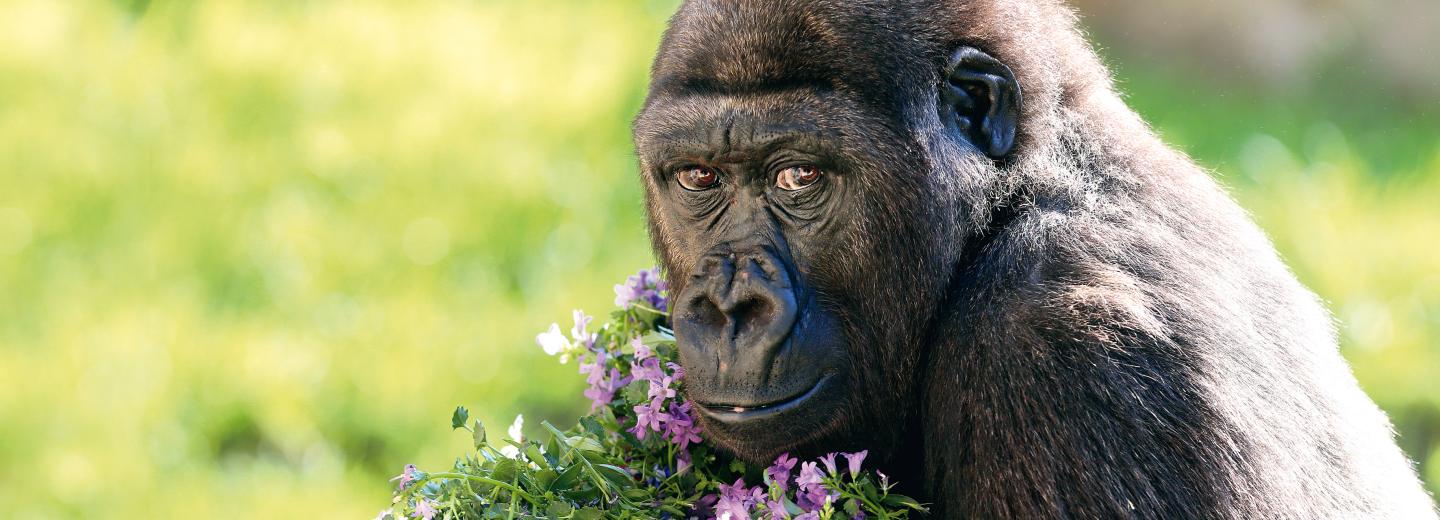 © Erlebnis Zoo Hannover Zoo Hannover