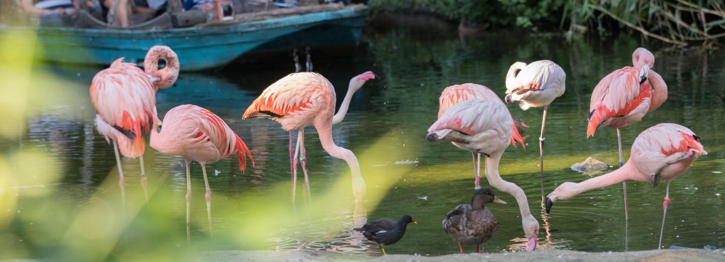 © Zoo Hannover GmbH Zoo Hannover