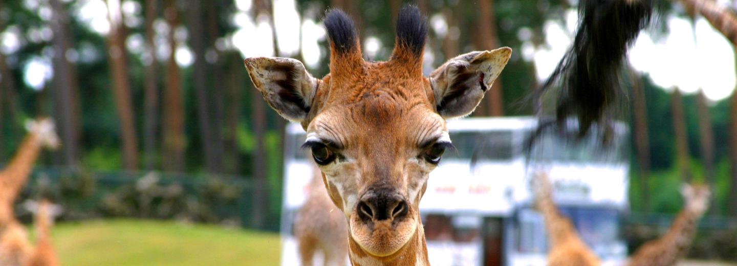 © Serengeti-Park Hodenhagen GmbH Ein Stück Afrika in der Lüneburger Heide
