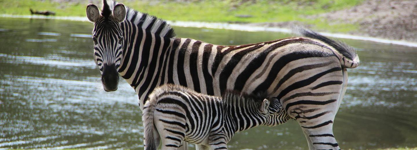 © Serengeti-Park Hodenhagen GmbH Ein Stück Afrika in der Lüneburger Heide