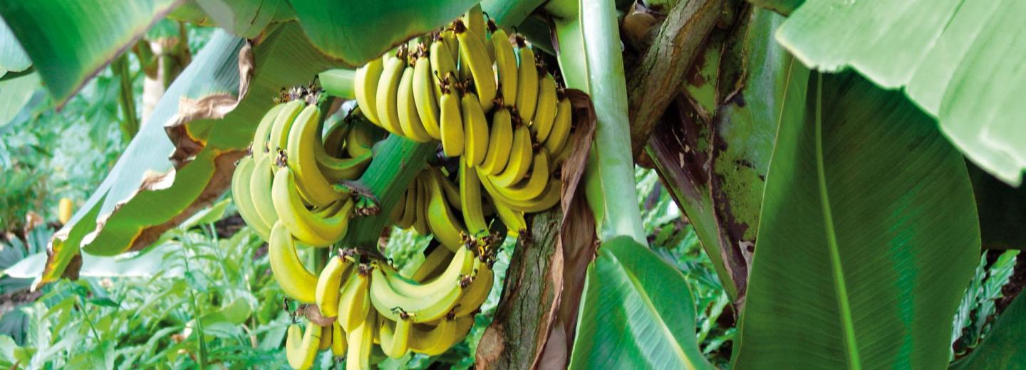 © Eurotours Tropical Islands in Krausnick: Ein Fernreiseziel ganz nah
