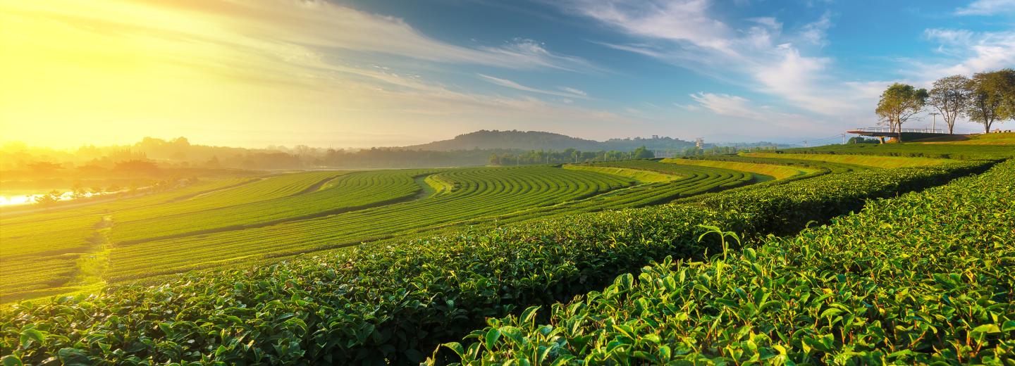 © Eurotours Teeplantage