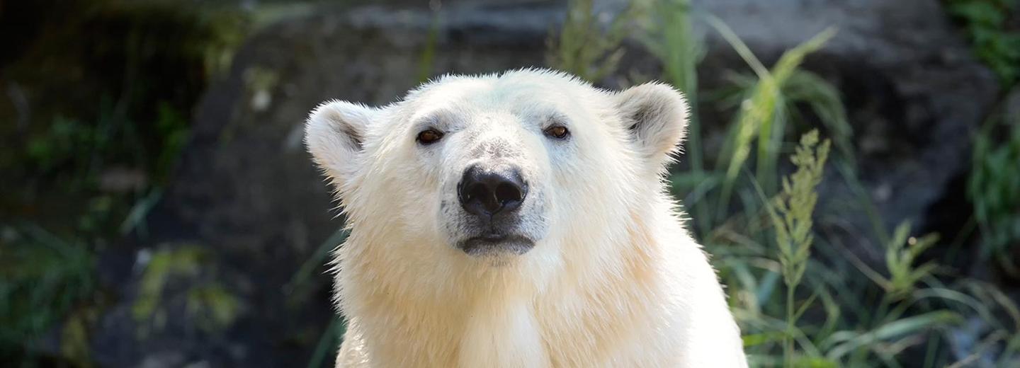 © Tierpark Berlin Tierpark Berlin