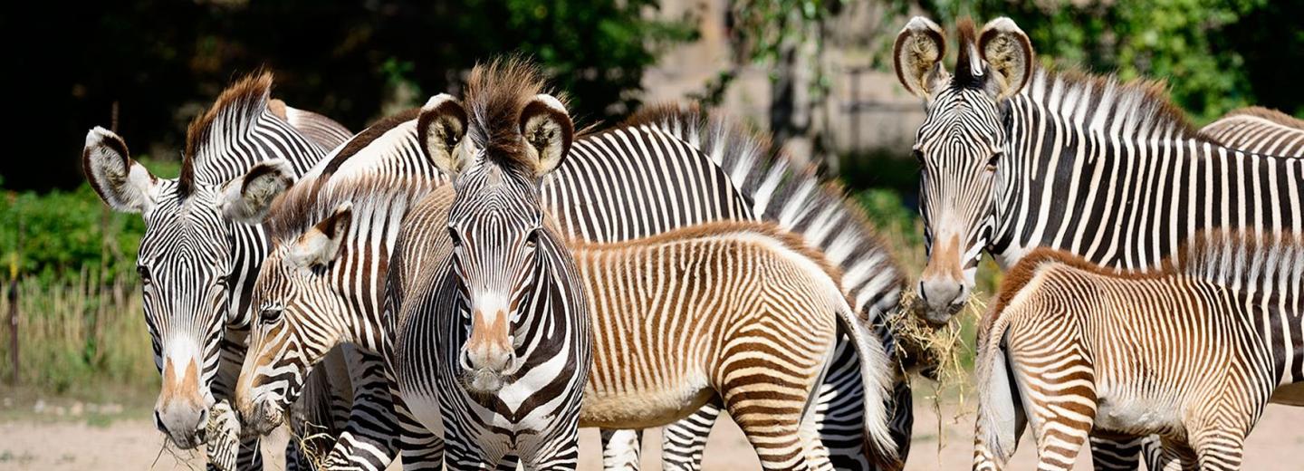 © Tierpark Berlin Tierpark Berlin