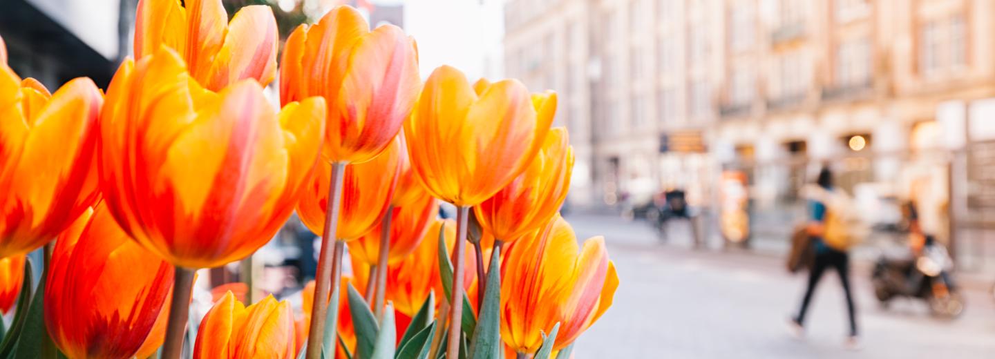 © Eurotours Amsterdam