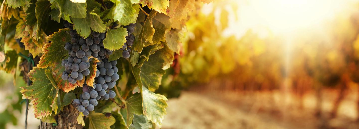 © Eurotours Niederbronn-les-Bains: Weinliebhaber im schönen Elsass