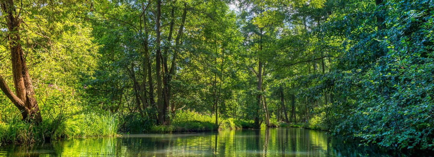 © Alexander Horejs Spreewald