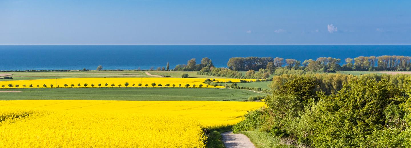 © Eurotours Goldgelbe Rapsfelder treffen auf die blaue Ostsee