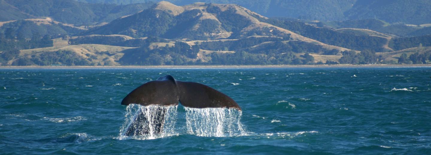 © Eurotours Neuseeland Rundreise "Im Land der Gegensätze"