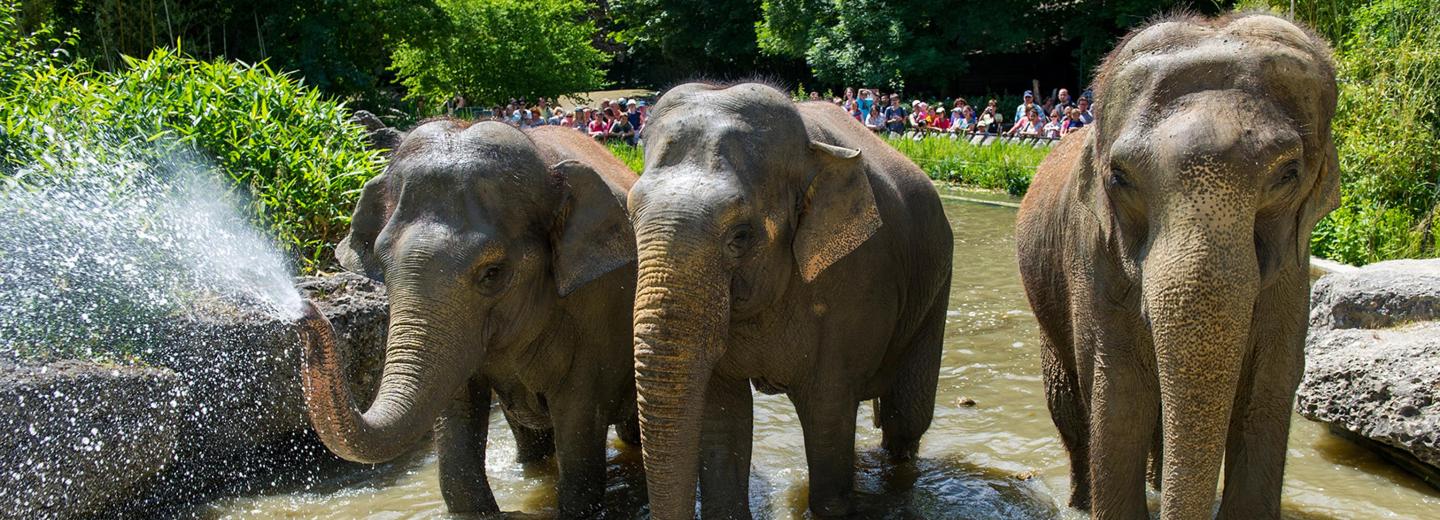 © Tierpark Hellabrunn - Marc Müller Tierpark Hellabrunn, München