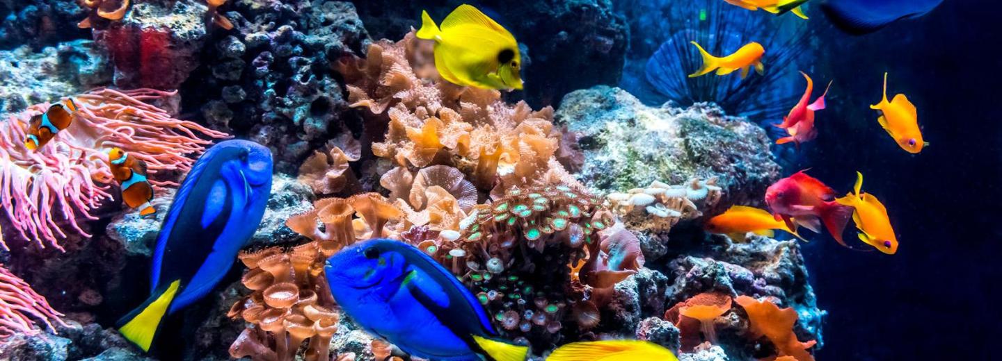 © AquaDom SEA LIFE Berlin Sea Life Berlin