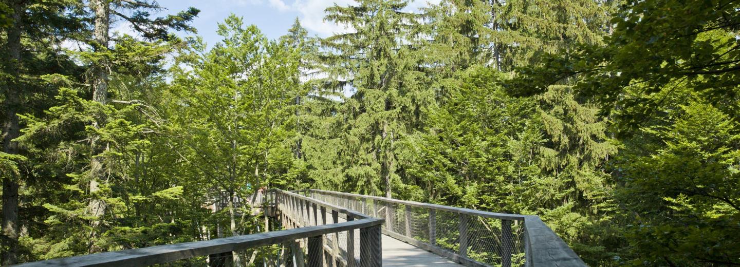 © Erlebnis Akademie AG Baumwipfelpfad Bayerischer Wald Baumwipfelpfad Bayerischer Wald, Neuschönau