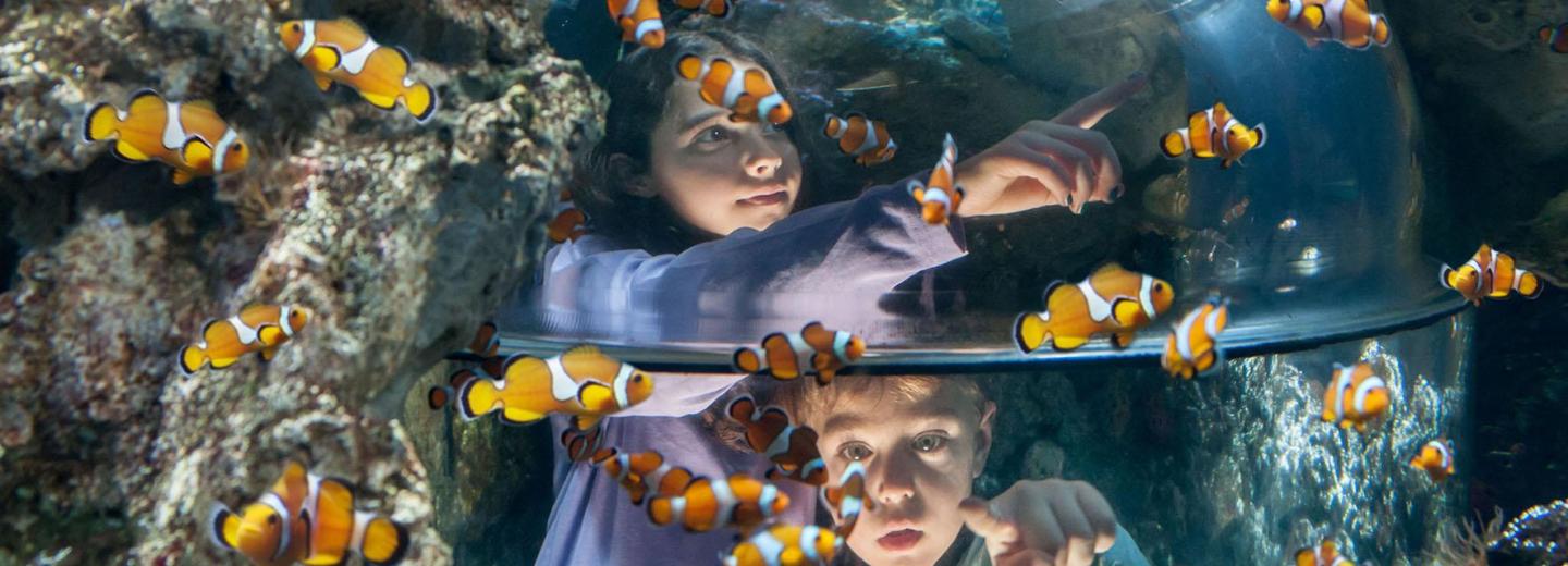 © Gardaland & Sealife Castelnuovo del Garda