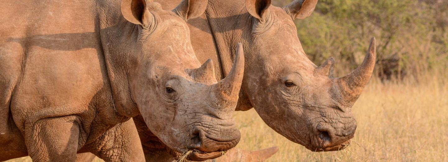 © Eurotours Südafrika: Das schönste Ende der Welt