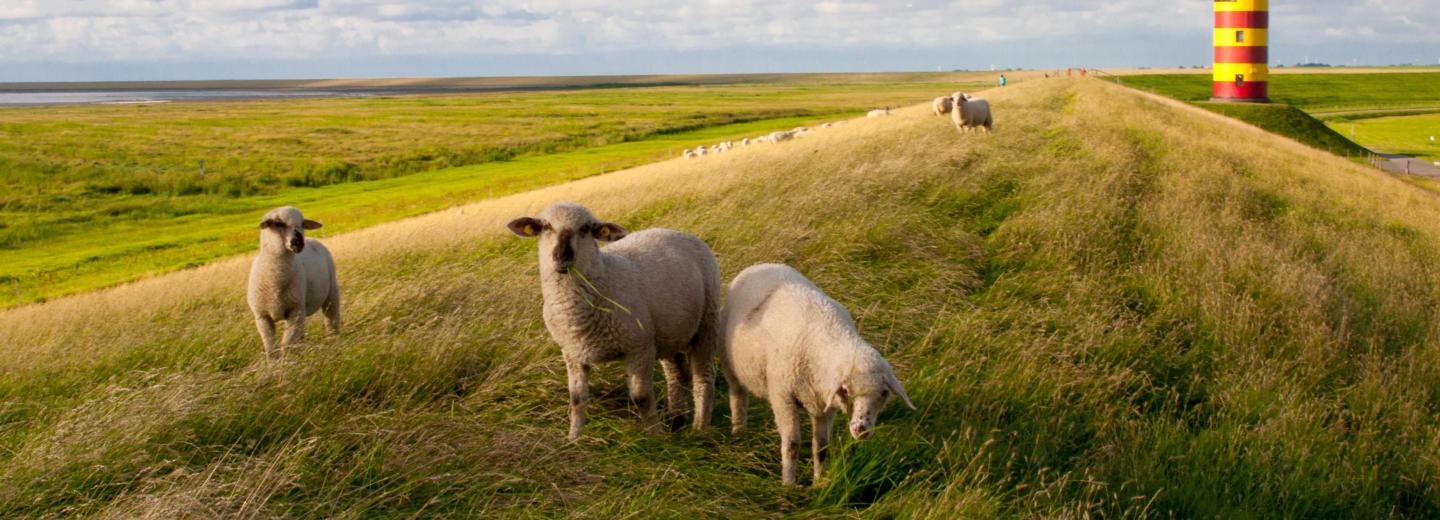 © greenpapillon Fotolia.com Kräfte tanken an der Nordsee