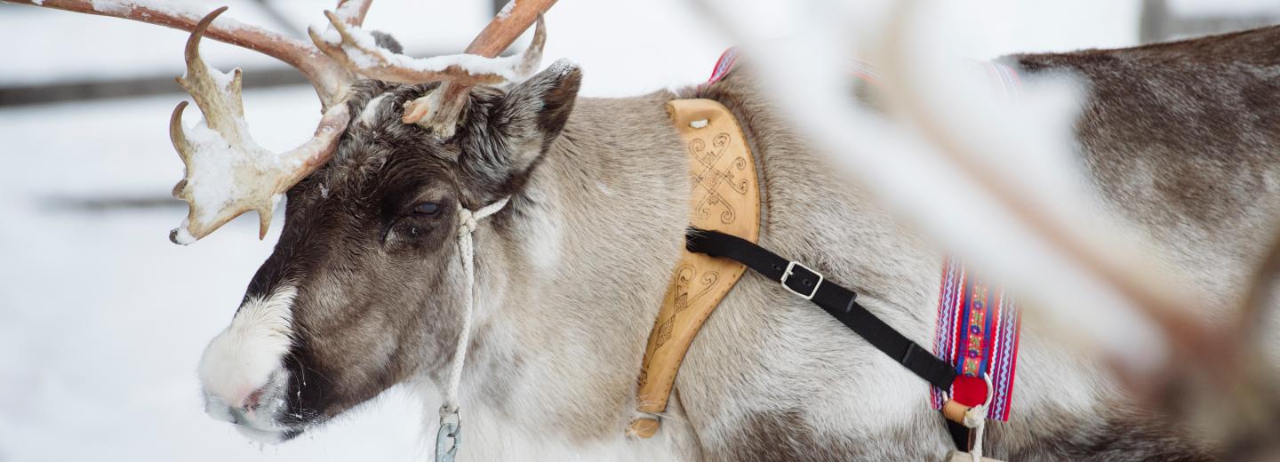 © Visit Finland / Juho Kuva Finnland: Traumwinter in Levi