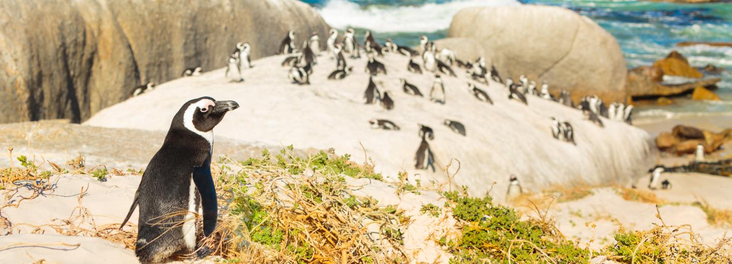 © Eurotours Einmaliges Erlebnis: Rundreise durch Südafrika