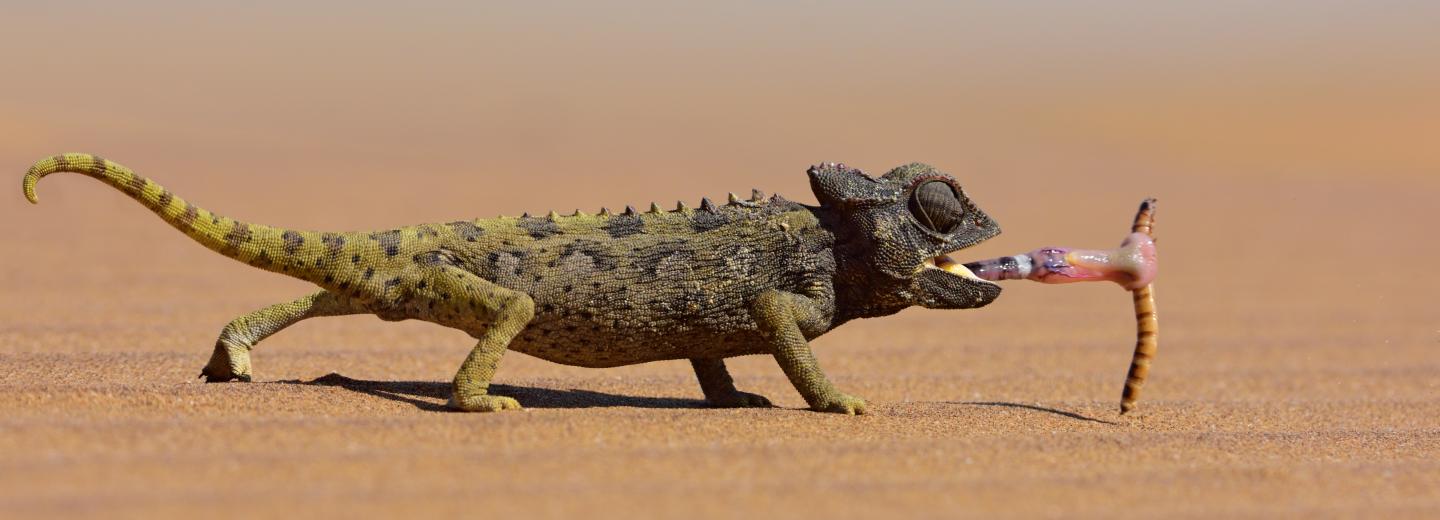 © Eurotours Namibia und Südafrika Rundreise: Von Windhoek nach Kapstadt