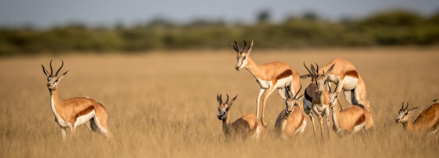 © Eurotours Namibia und Südafrika Rundreise: Von Windhoek nach Kapstadt