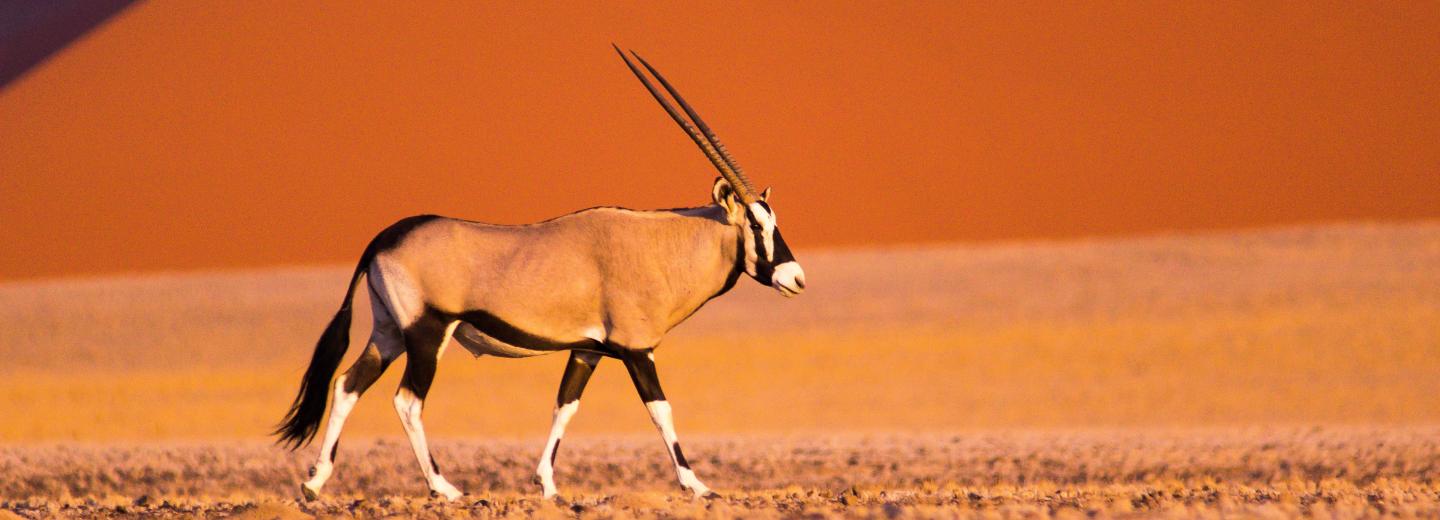 © Eurotours Namibia und Südafrika Rundreise: Von Windhoek nach Kapstadt