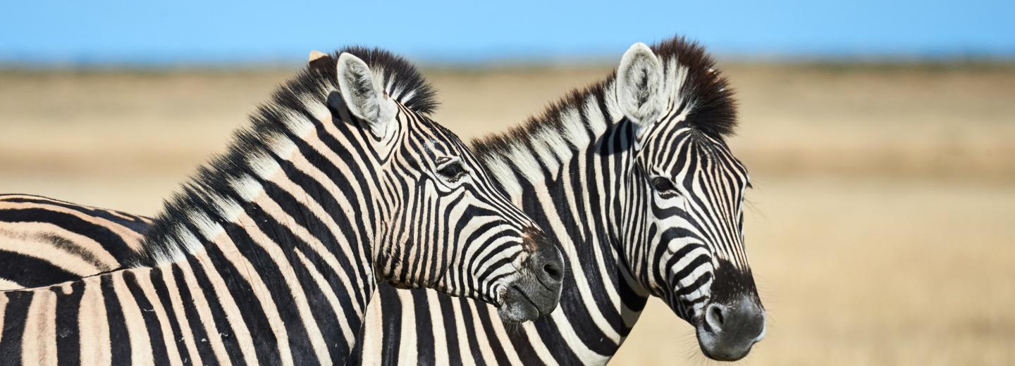 © Eurotours Namibia und Südafrika Rundreise: Von Windhoek nach Kapstadt
