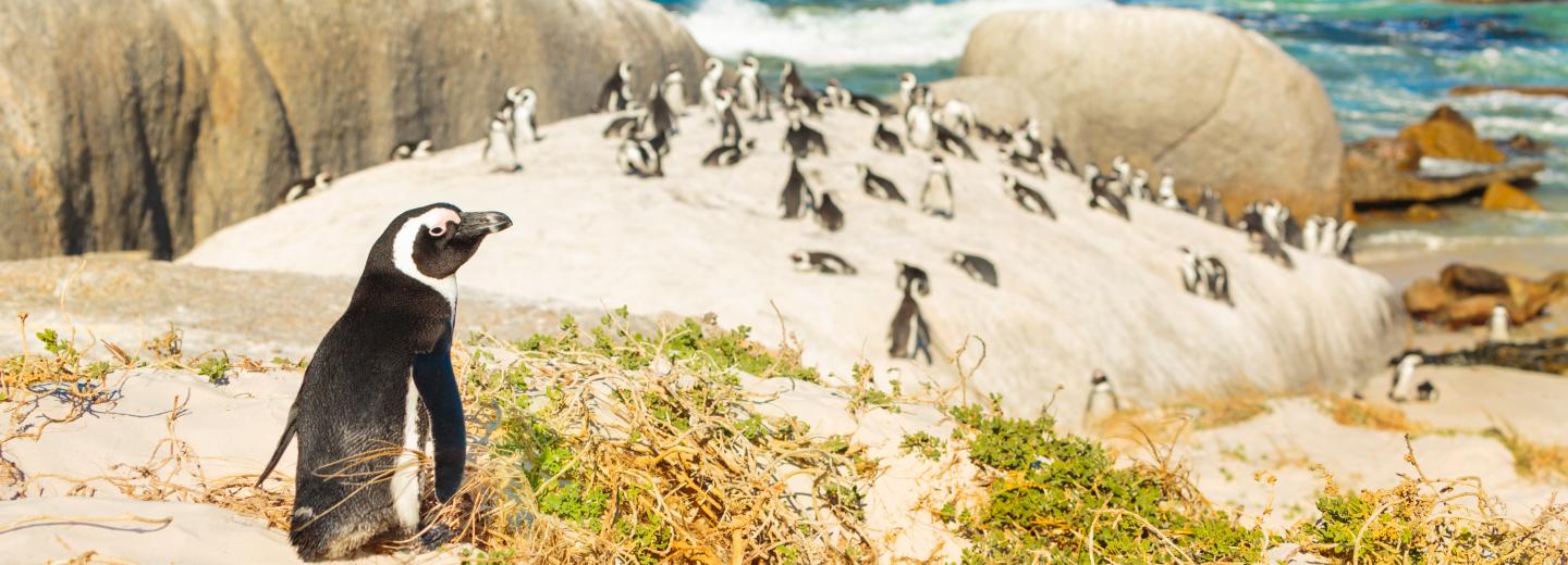 © Eurotours Namibia und Südafrika Rundreise: Von Windhoek nach Kapstadt
