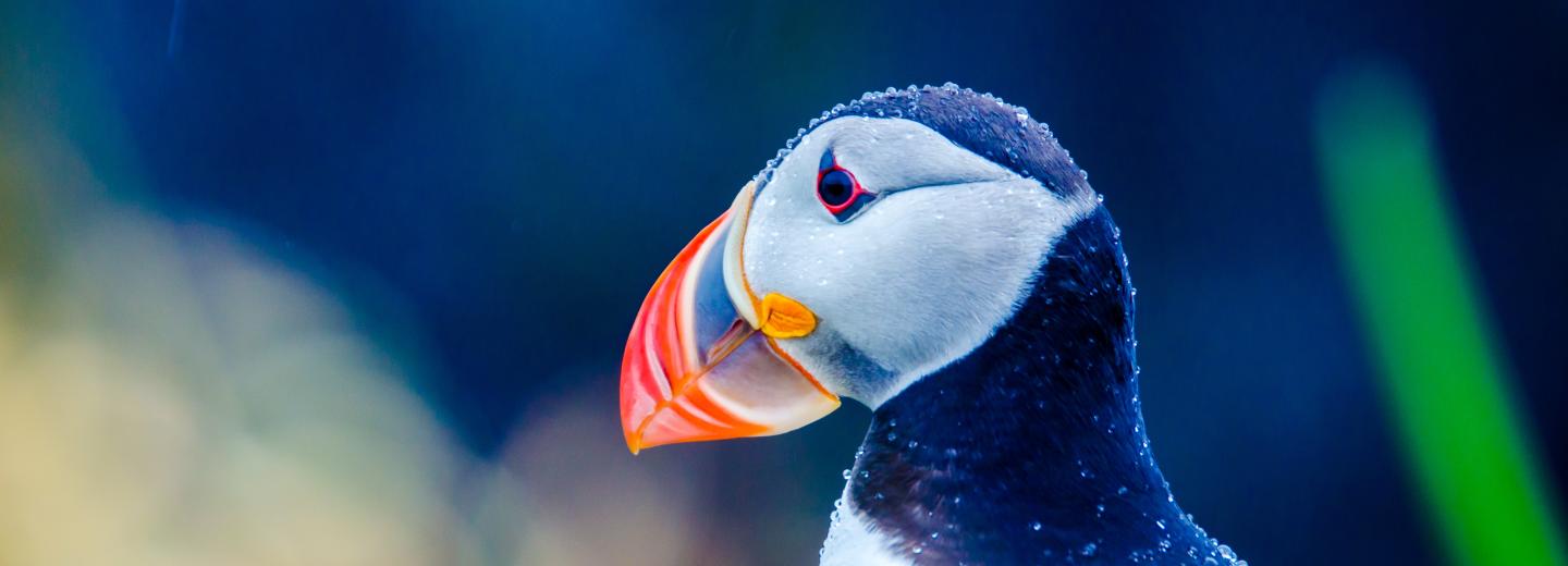 © Eurotours Island: Einzigartiges Naturerlebnis im Land aus Eis und Feuer