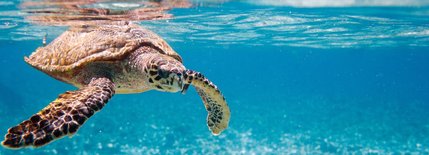 © Eurotours Das Naturparadies Seychellen mit der Motoryacht erkunden