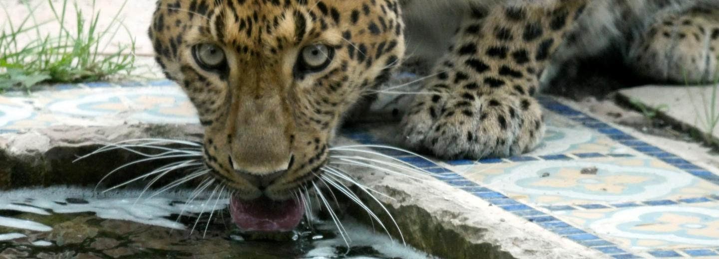 © Erlebnis Zoo Hannover Hannover