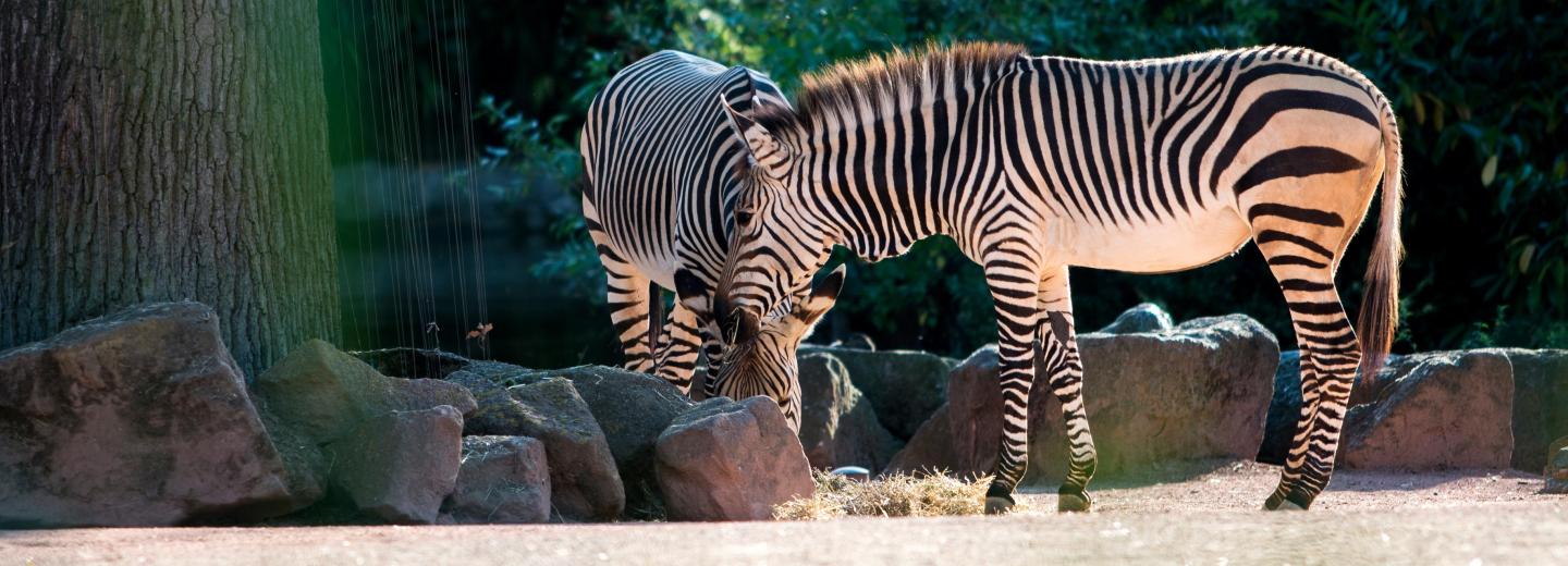 © Zoo Hannover GmbH Hannover