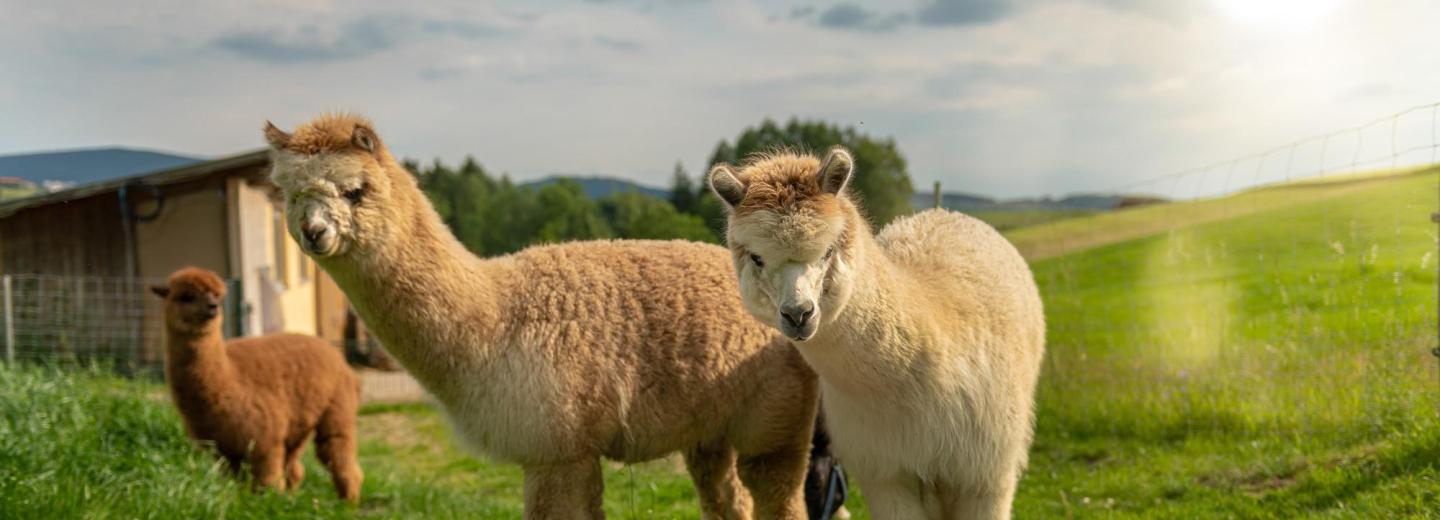 © Eurotours Wellness und Selfness im Bayerischen Wald