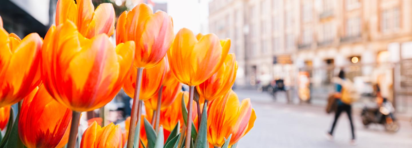 © Eurotours Amsterdam
