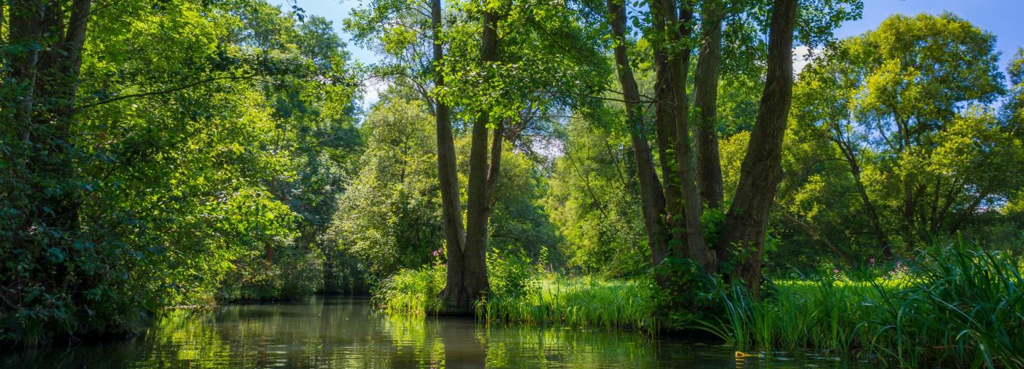 © Alexander Horejs Spreewald