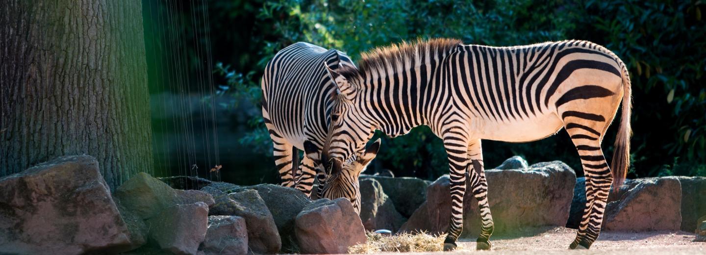 © Zoo Hannover GmbH Zoo Hannover