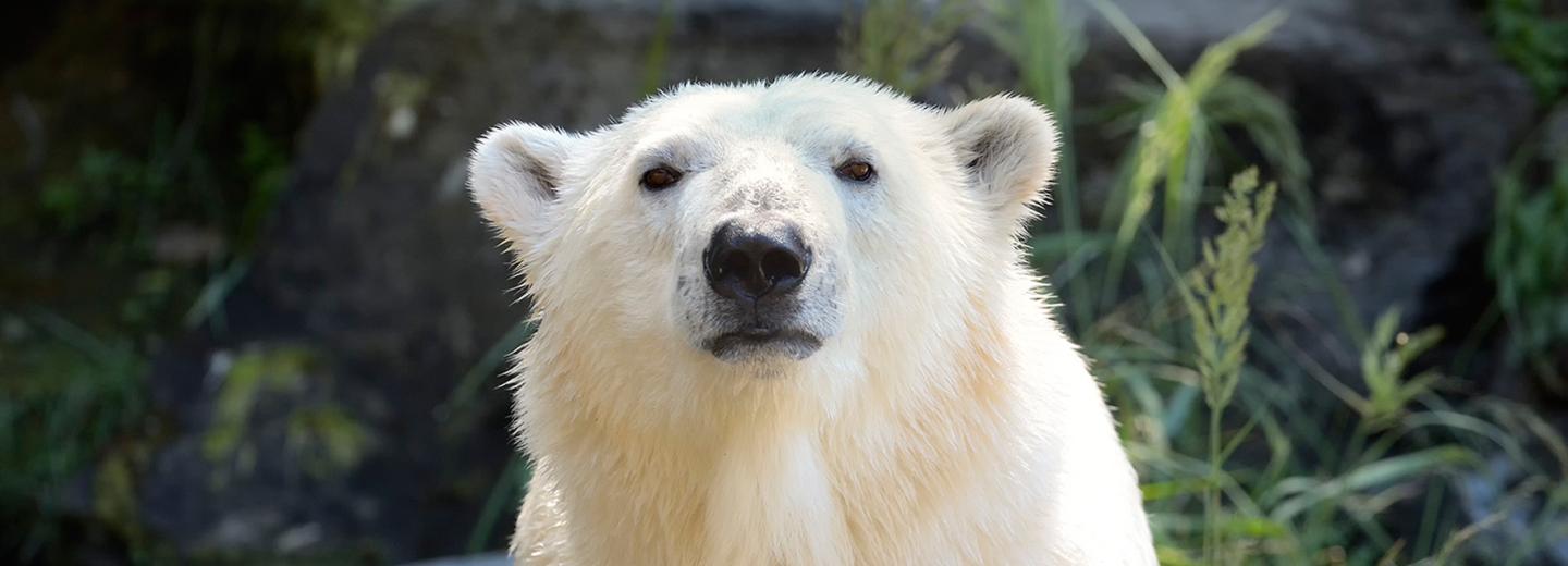 © Tierpark Berlin Tierpark Berlin