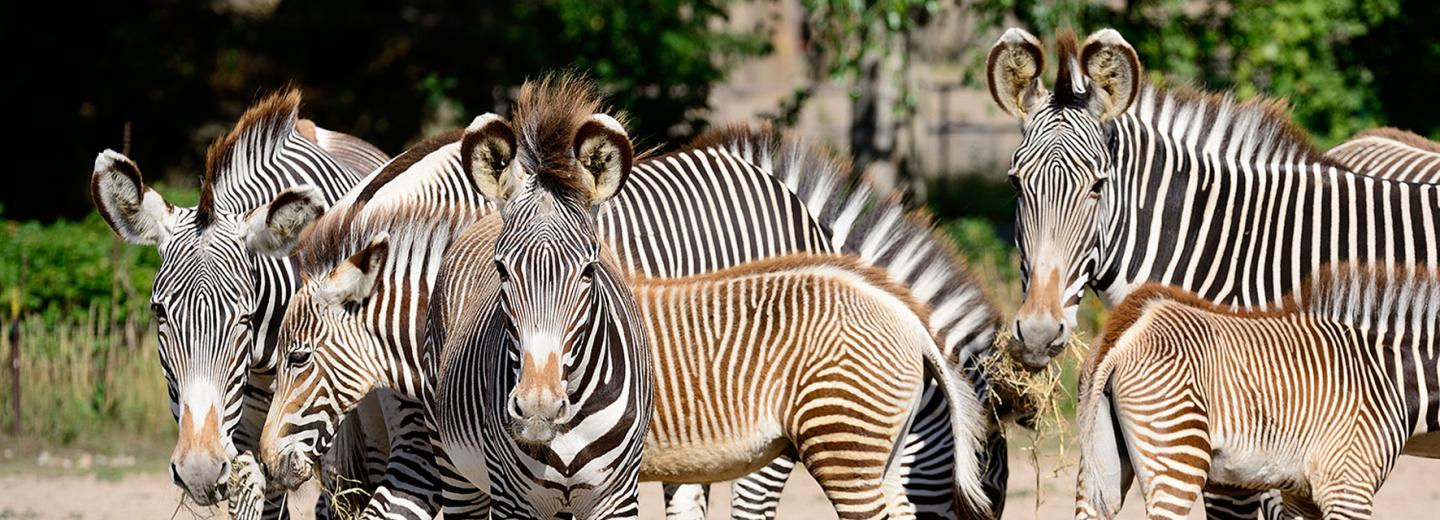 © Tierpark Berlin Tierpark Berlin