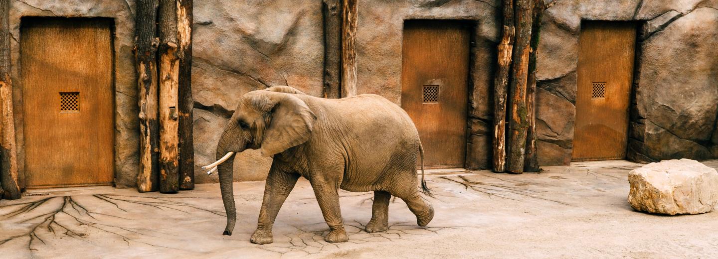 © Zoo Dresden Zoo Dresden