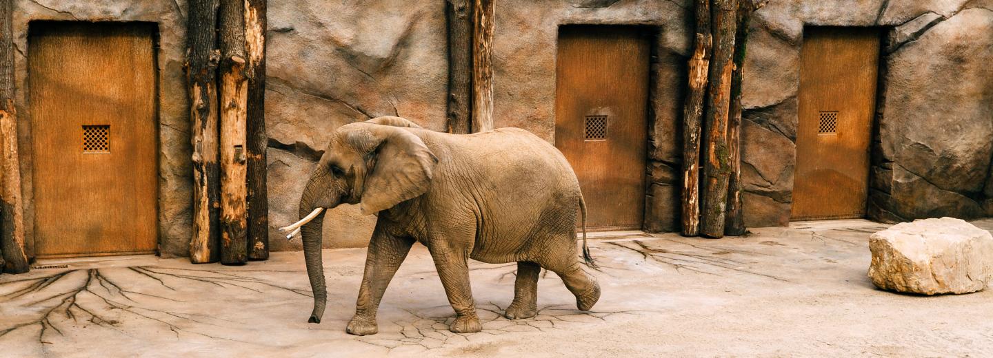 © Zoo Dresden Zoo Dresden