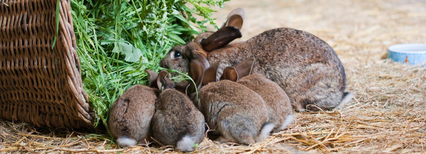 © Eurotours Friedrichsbrunn: Naturerlebnisse im Harz