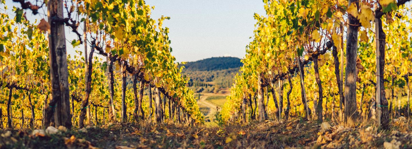 © Eurotours Einzigartige Natur am Kaiserstuhl