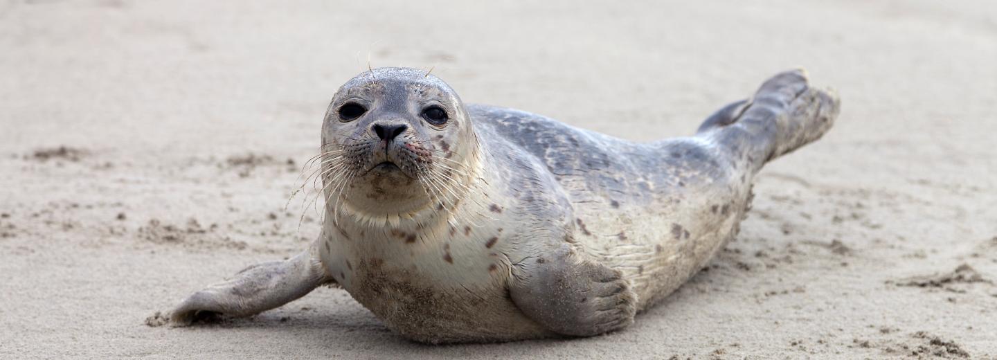 © Eurotours Sportlicher Urlaub an der Nordsee