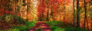 Goldener Herbst - JUST AWAY