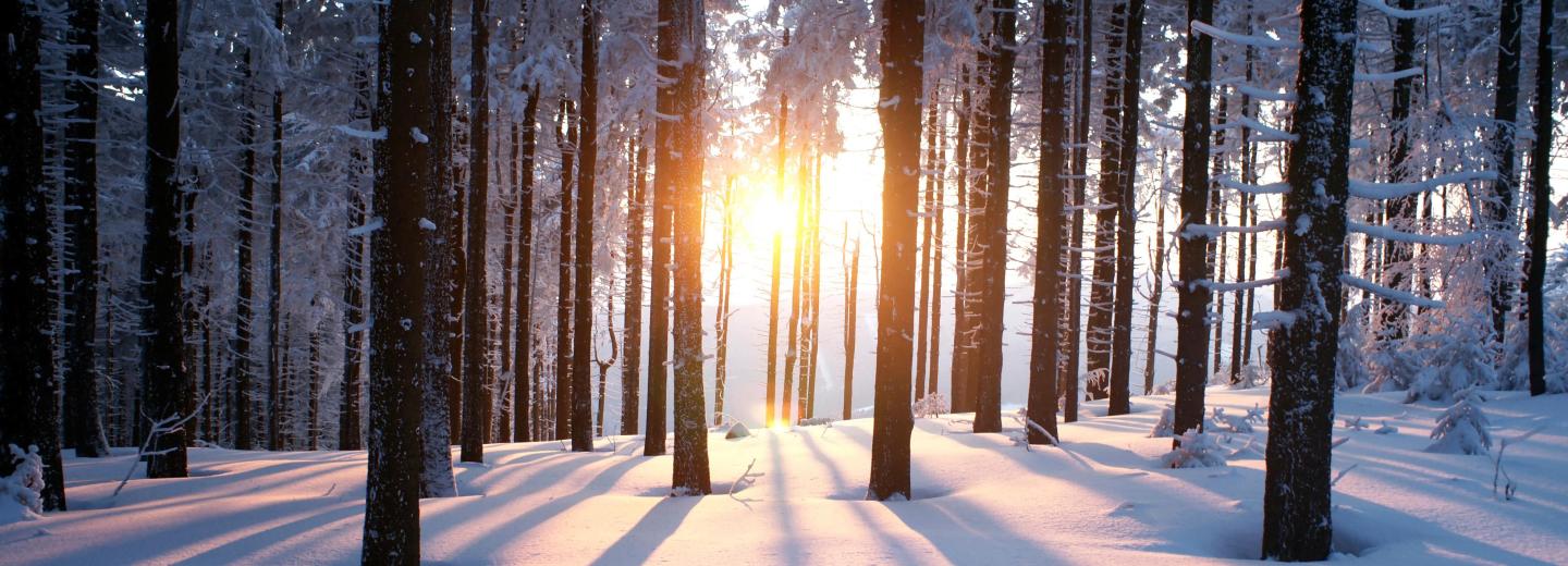 © Thinkstock Im Einklang mit der Natur im Bayerischen Wald
